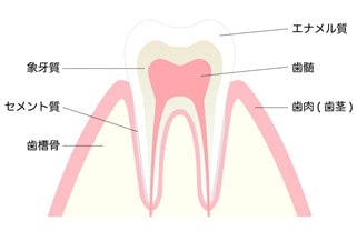 歯の構造図